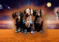 the-digital-pets-company-virtual-dogs-for-the-metaverse