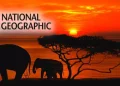 national-geographic-files-trademark-applications-to-launch-nfts-and-collectibles